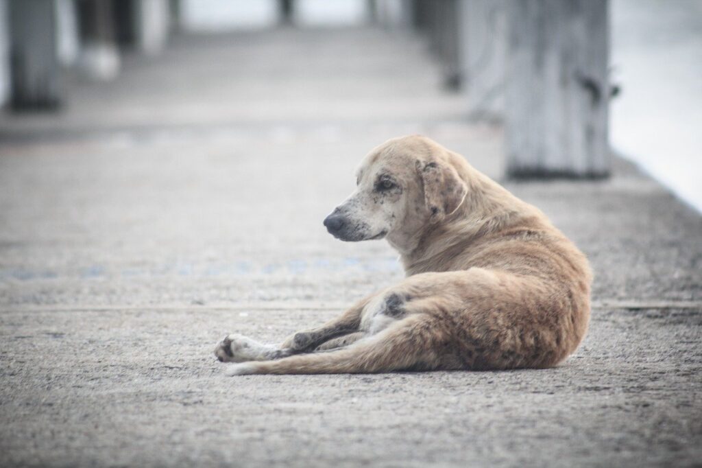 Об утверждении Порядка предотвращения причинения животными без владельцев вреда жизни или здоровью граждан на территории Республики Крым